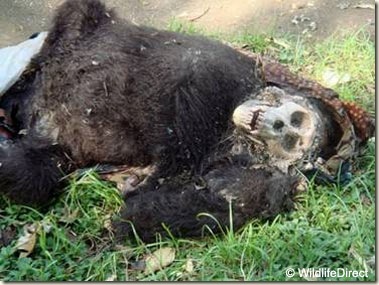 dead_gorilla