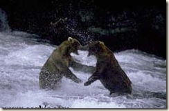 2bears